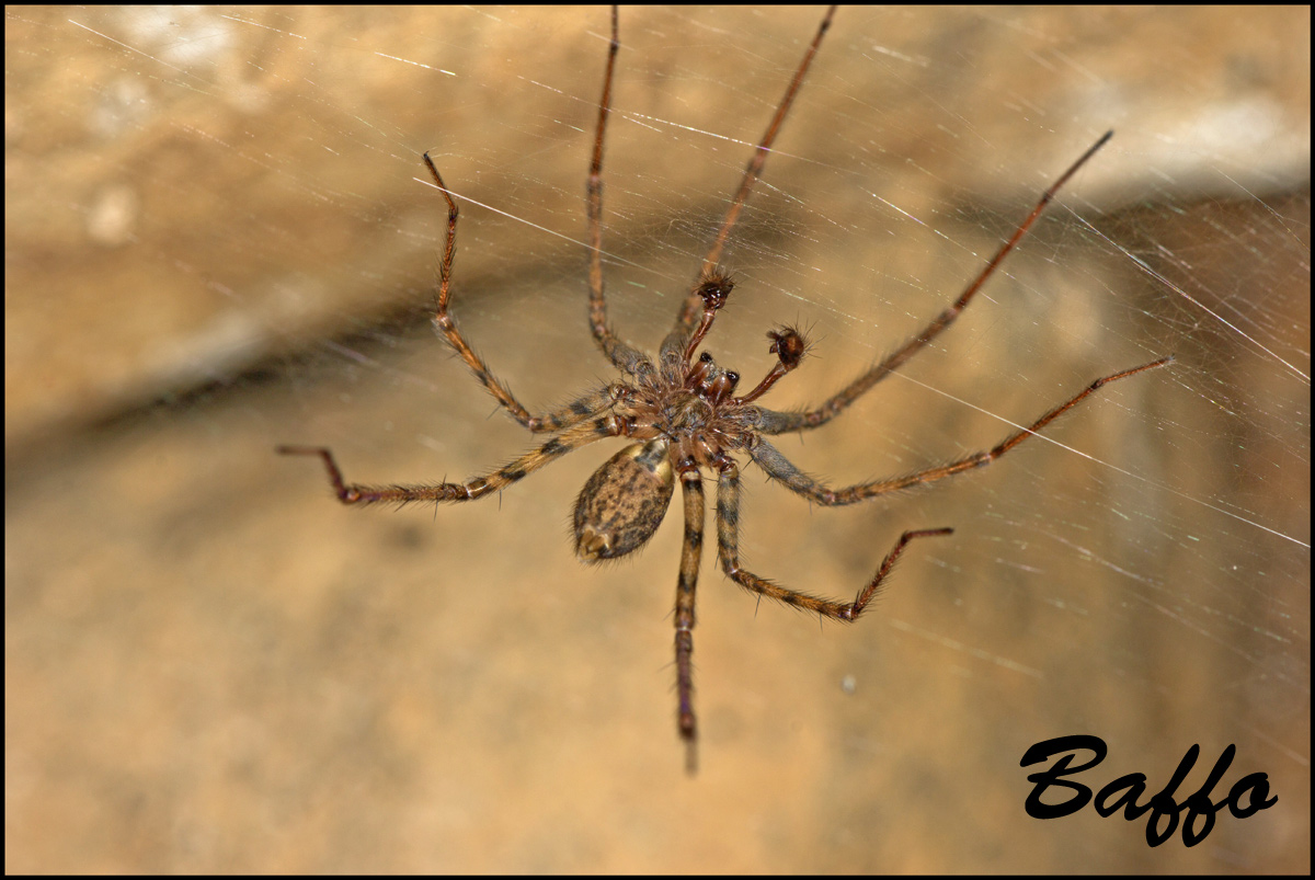 Zoropsis sp.; Tegenaria silvestris - Basovizza (TS)